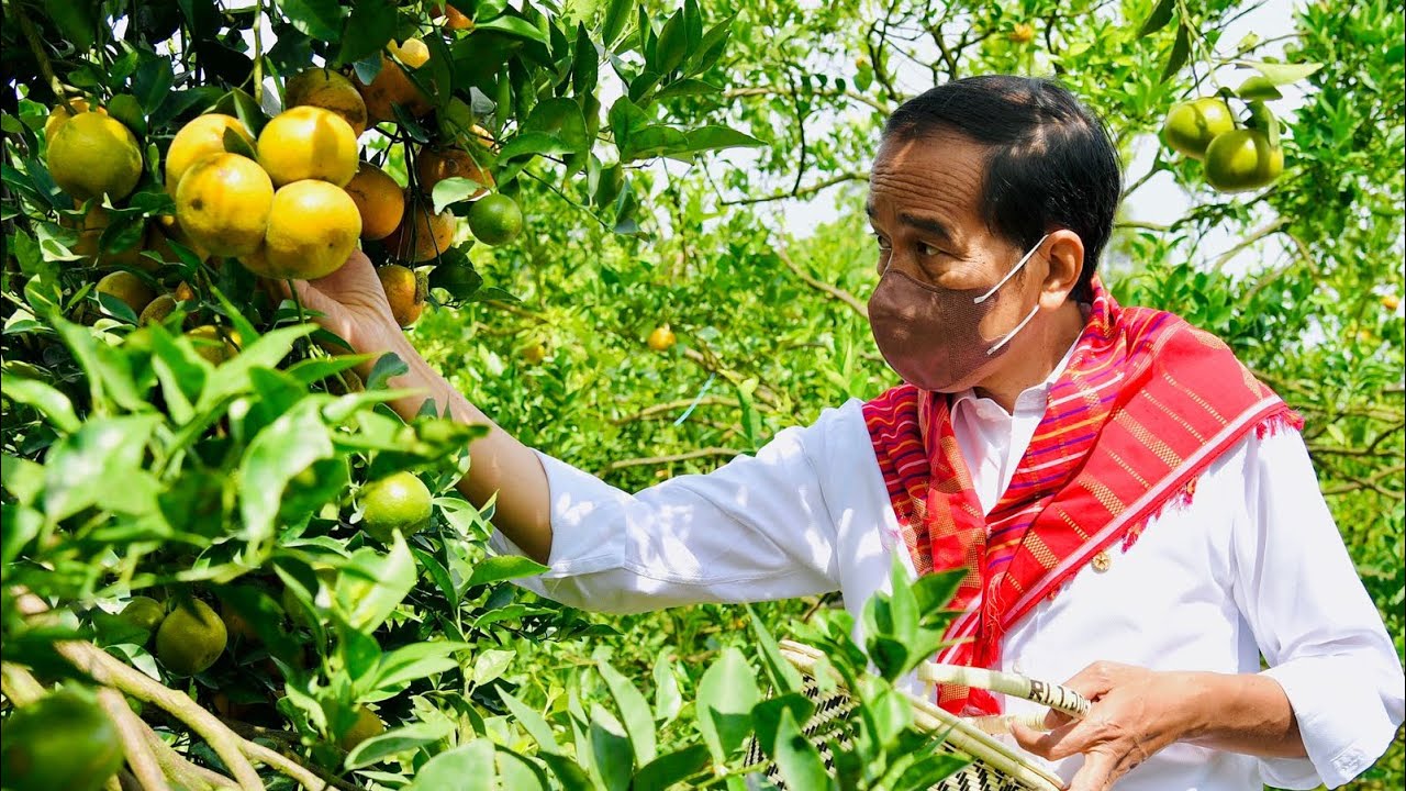 Presiden Jokowi Kunjungi Kampung Jeruk Liang Melas Datas, Karo, 4 Februari 2022