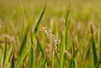 Ilustrasi Gabah Petani. (Pixabay.com/manseok_Kim)