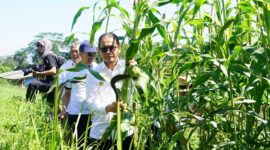 Bapanas dorong konsumsi sorgum dan singkong demi kurangi ketergantungan beras dan reformasi ekonomi pangan nasional berbasis sumber daya lokal. (Dok. Bapenas)

