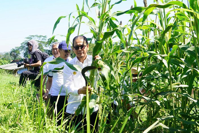 Bapanas dorong konsumsi sorgum dan singkong demi kurangi ketergantungan beras dan reformasi ekonomi pangan nasional berbasis sumber daya lokal. (Dok. Bapenas)